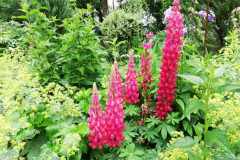 romantic-garden-2020052